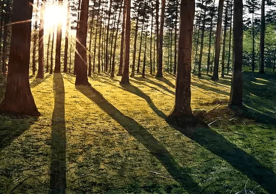 Akvarellmålning: En skildring av göingeskogen i akvarell, där skogens djup, ljus och gröna toner får bära motivet.